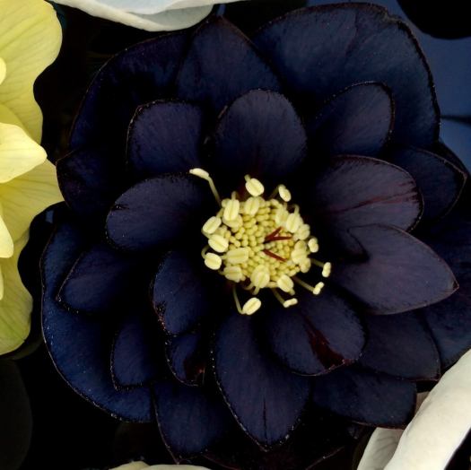Double black hellebore