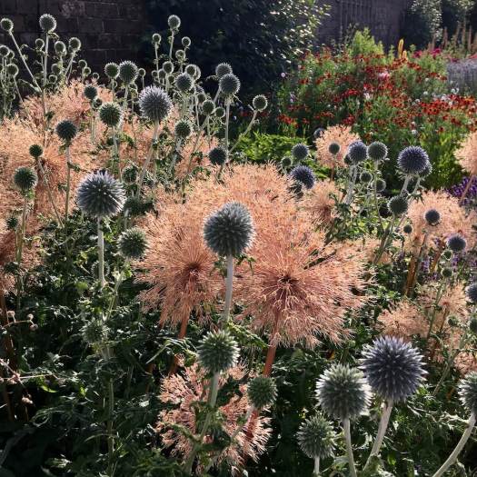 Echinops and allium backlit at Hampton Court Palace Gardens