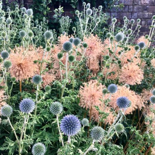 Echinops and allium seed heads softly lit from the front