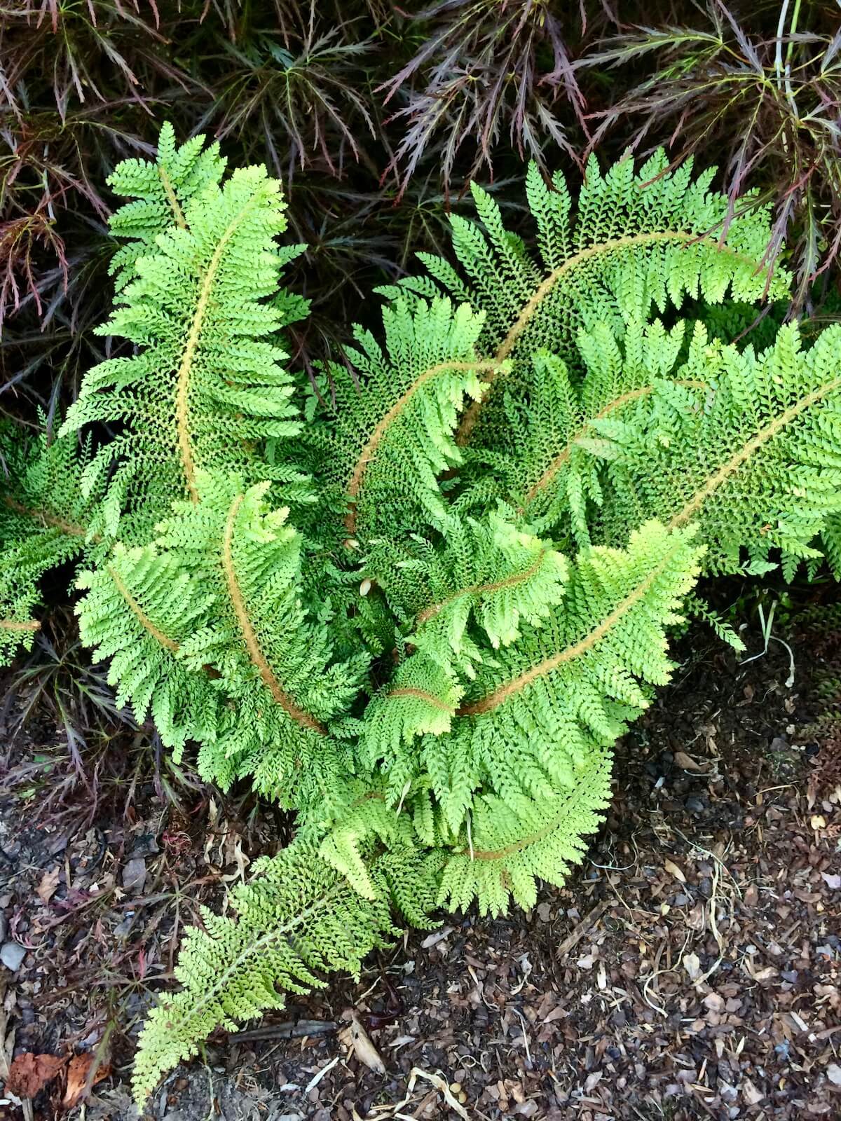 Nature Photo Challenge: Ferns – Susan Rushton