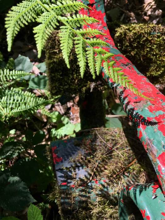 Ferns casting shadows on a flaking red and green park bench