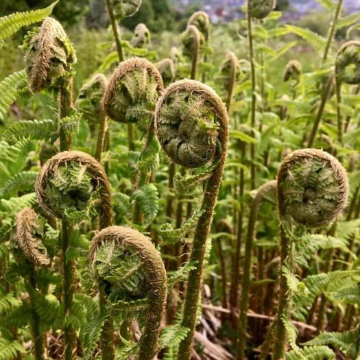 Coiled fern fiddleheads emerging