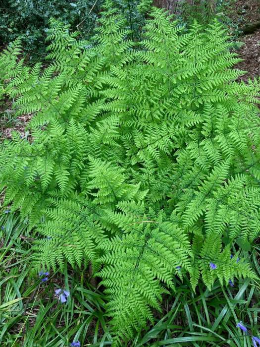 Fern