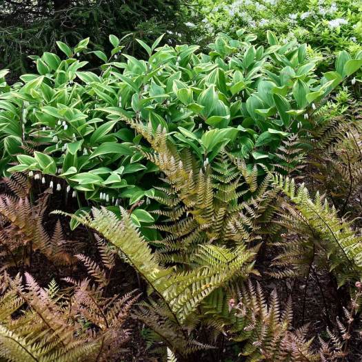 Ferns with striped polygonatum