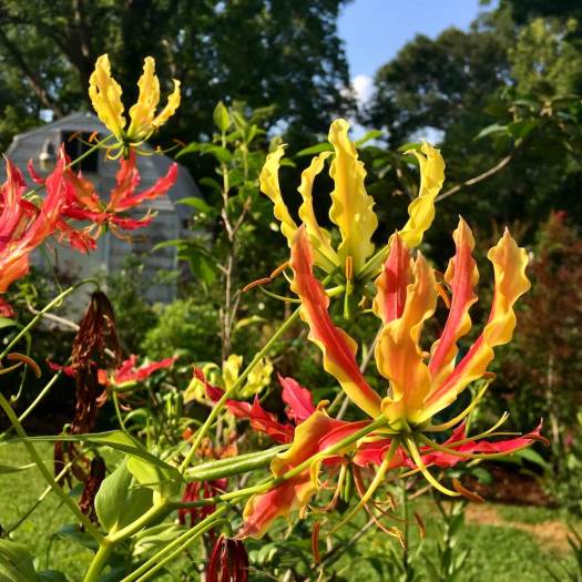 Gloriosa lilies in shades of yellow, orange and red