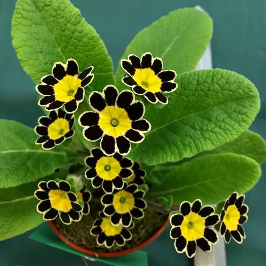 Gold laced black primula with yellow centre
