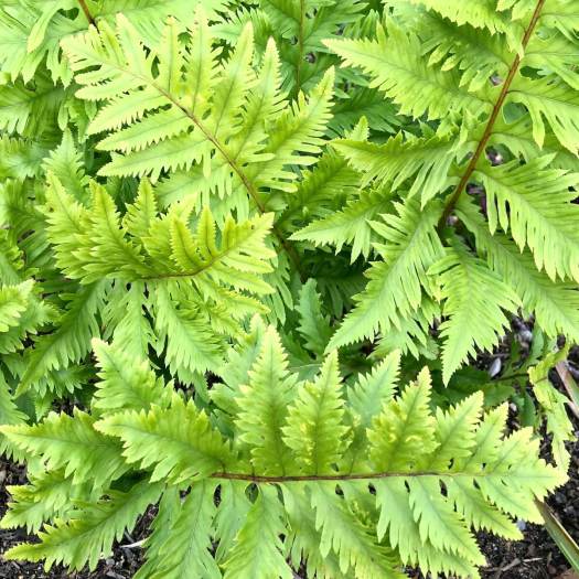 Green fern