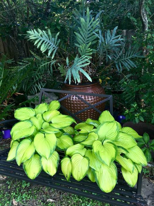 Hostas on a seat with a large leafy potted plant