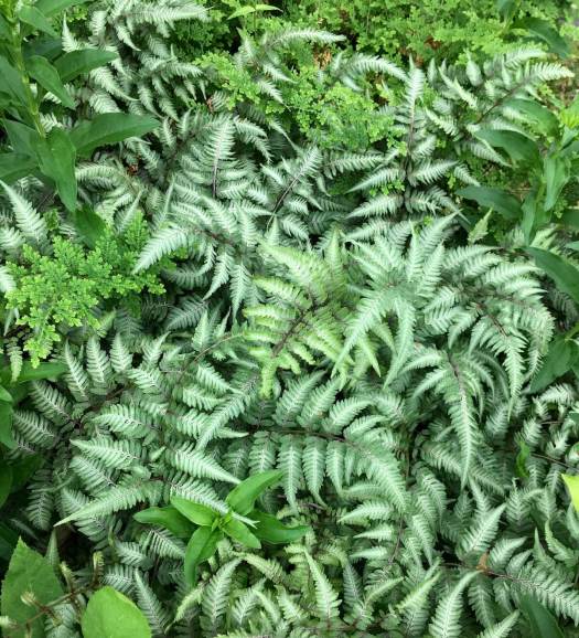 Painted ferns