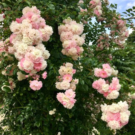 Maid of Kent climbing rose with heavy panicles of roses