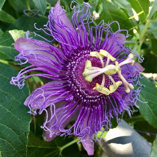Purple passiflora