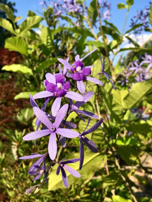 Petrea volubilis (Purple wreath) - a vine with lilac flowers