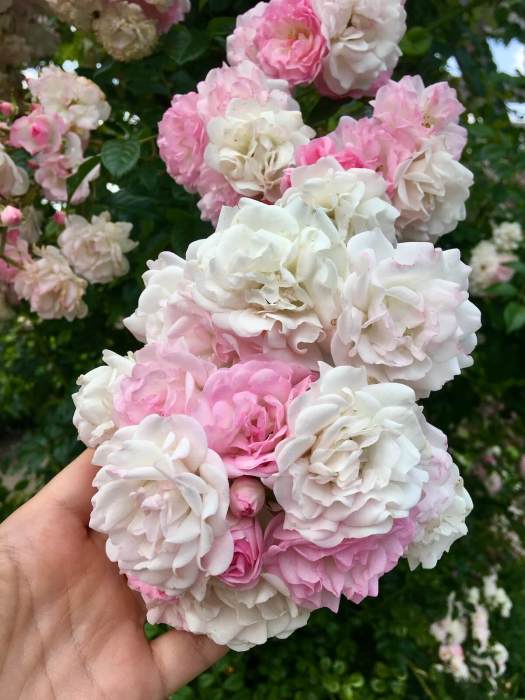 Maid of Kent roses open pink and fade to white