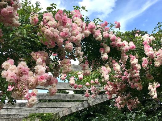 Maid of Kent rose climbing over a pergola