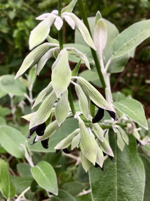 Salvia discolor