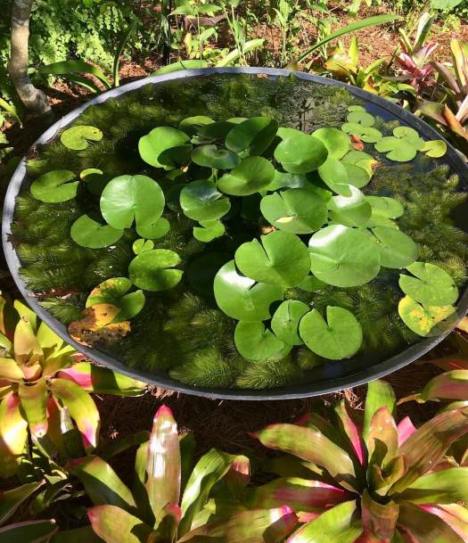 Water feature with waterlilies