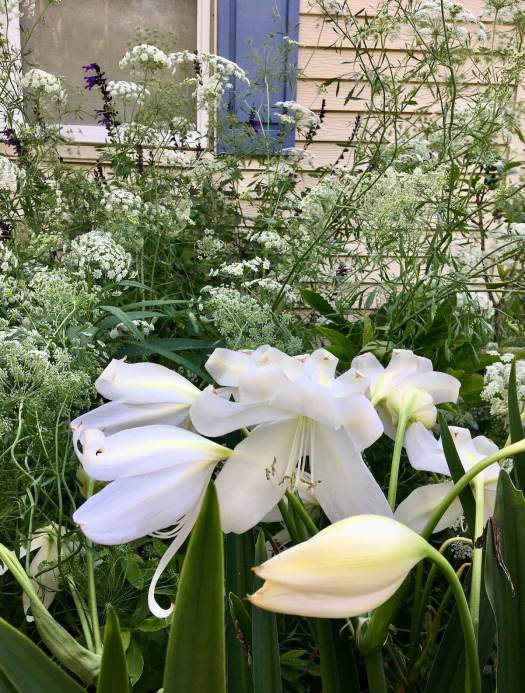 White crinum lilies with Queen Anne's lace
