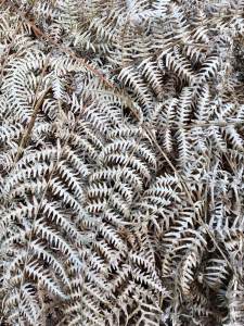 Winter ferns