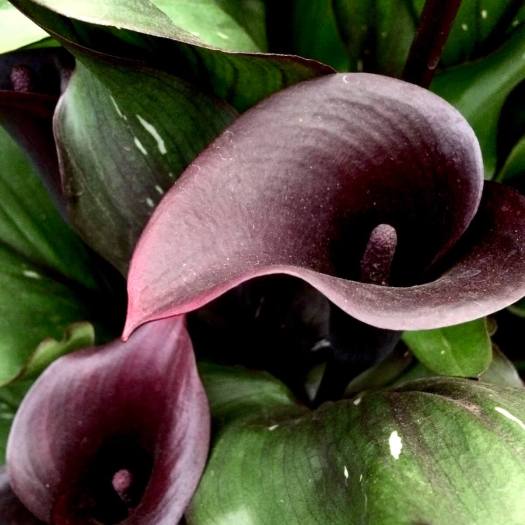 Zantedeschia 'Memories'