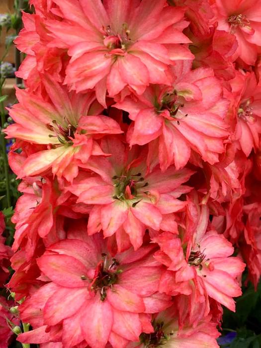 Delphinium 'Red Lark' | double larkspur with coral-red flowers