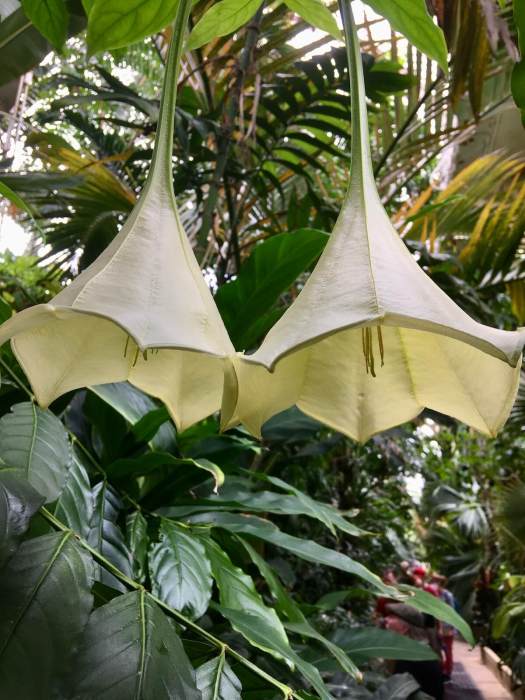Osa pulchra flowering at Kew