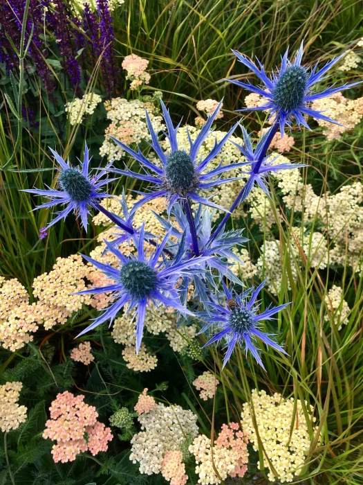 Eryngium and achillea
