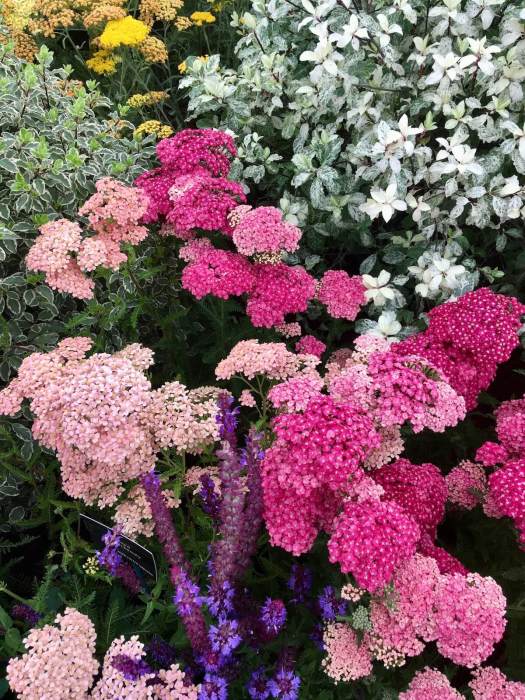 Achillea, Salvia and Pittosporum