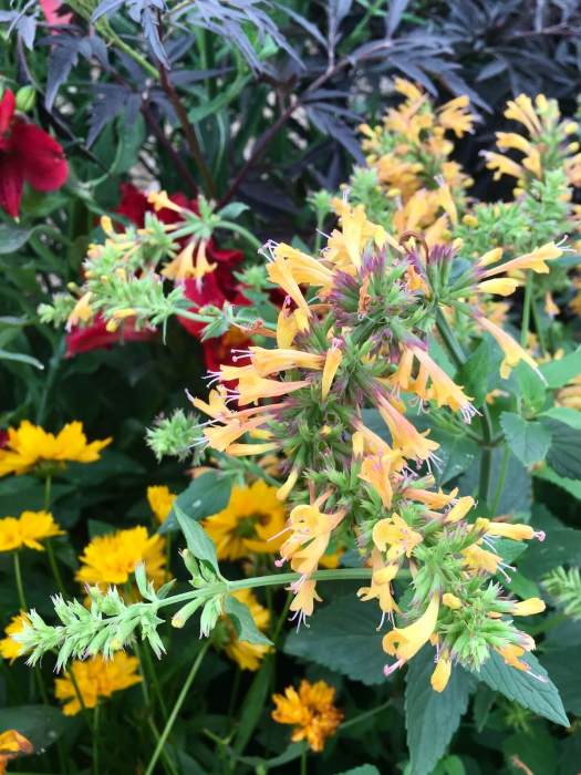 Agastache 'Kudos Gold' and Coreopsis