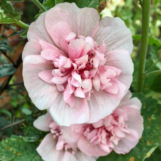 Alcalthaea pink hybrid