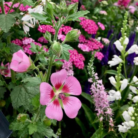 Anisondontea 'Lady in Pink', Achillea, Physostegia