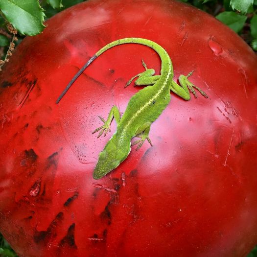 Anole sunbathing on a red bowling ball
