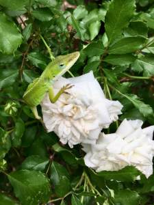 Anole on a white rose