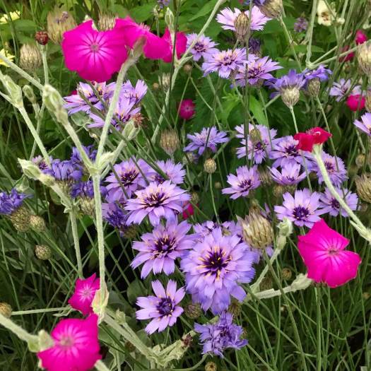 Catanache caerulea and Lychnis coronaria