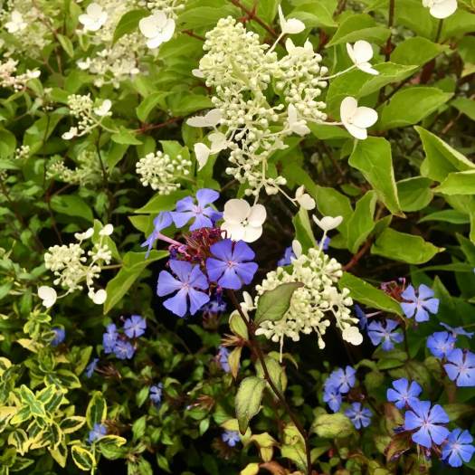 Ceratostigma and Hydrangea