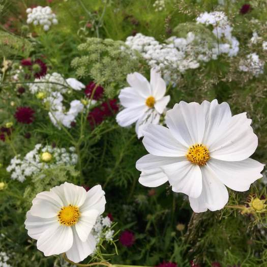 Cosmos, Daucus and Knautia