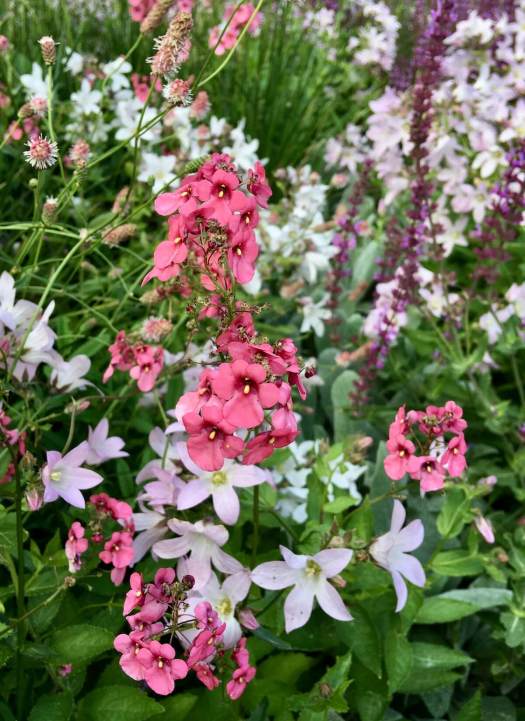 Diasca, Campanula and Salvia
