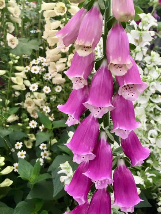 Digitalis, Tanacetum and Salvia