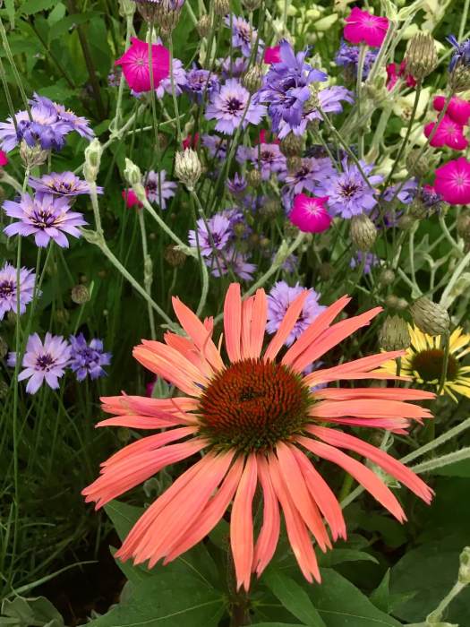 Echinacea 'Summer Cocktail', Catanache caerulea and Lychnis coronaria