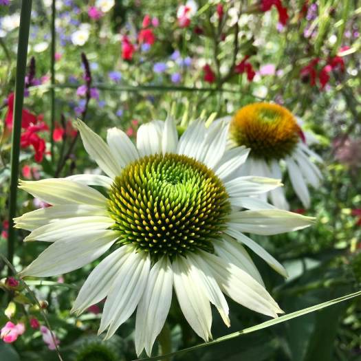 Echinacea and Salvia