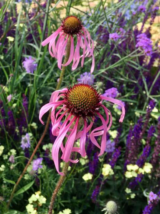 Echinacea, Scabious, Verbena and Salvia
