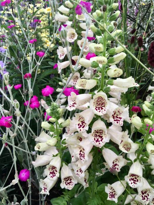 Digitalis 'Camelot Cream' and Lychnis coronaria