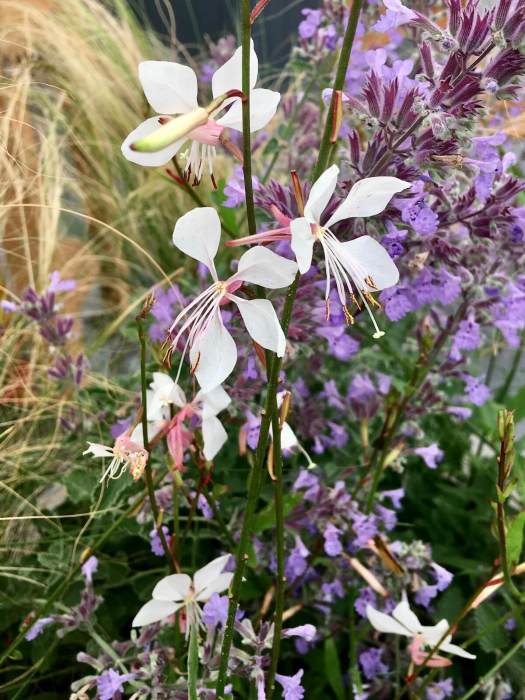 Gaura and Nepeta