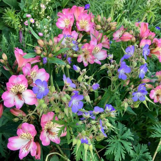 Geranium and Alstroemeria