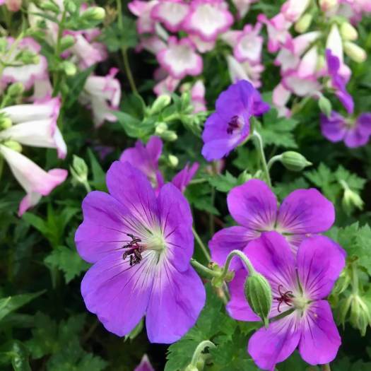 Geranium and Penstemon