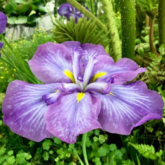 Iris 'Electric Rays'