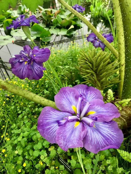 Marginal pond plant: Iris ensata 'Electric Rays'