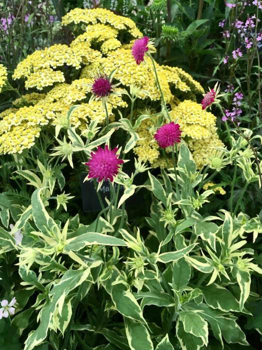 Knautia macedonica 'Thunder and Lightning', Achillea and Linaria