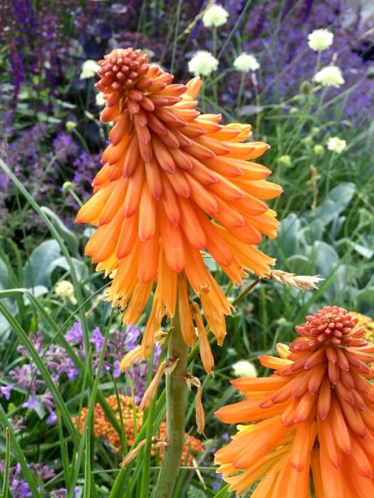 Kniphofia, Scabious and Salvia