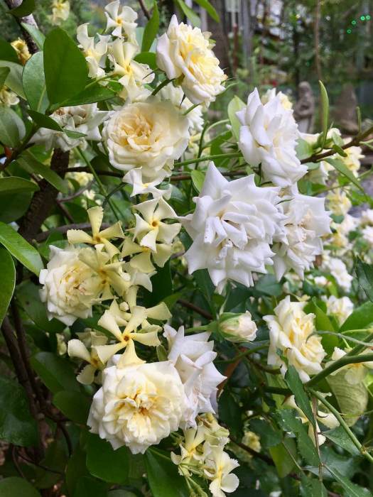 Creamy-white rose with yellow star jasmine