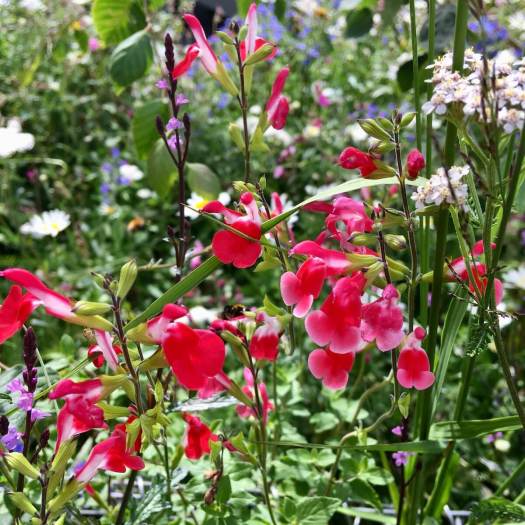 Salvia, Verbena and Achillea